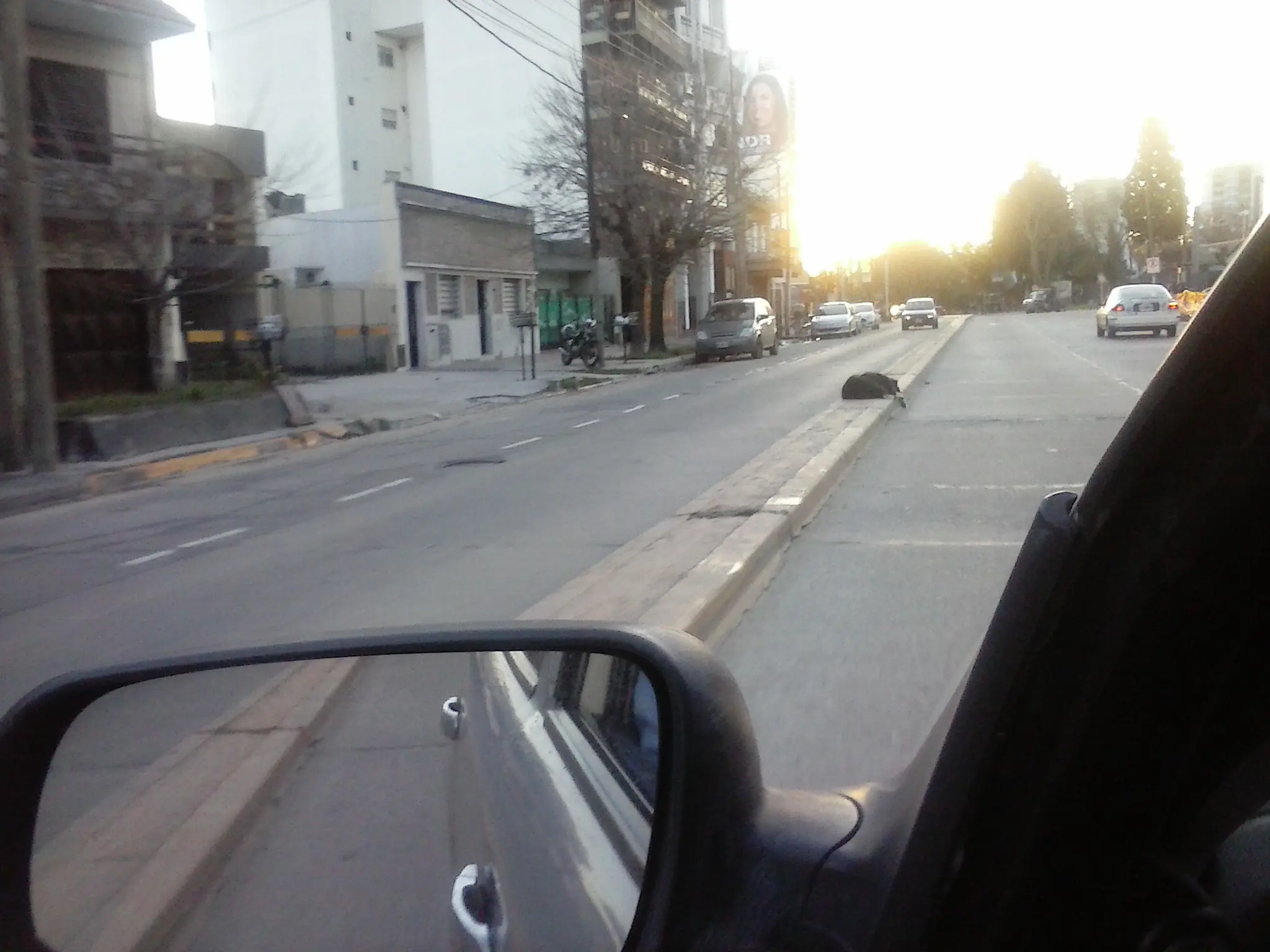 perro curioso