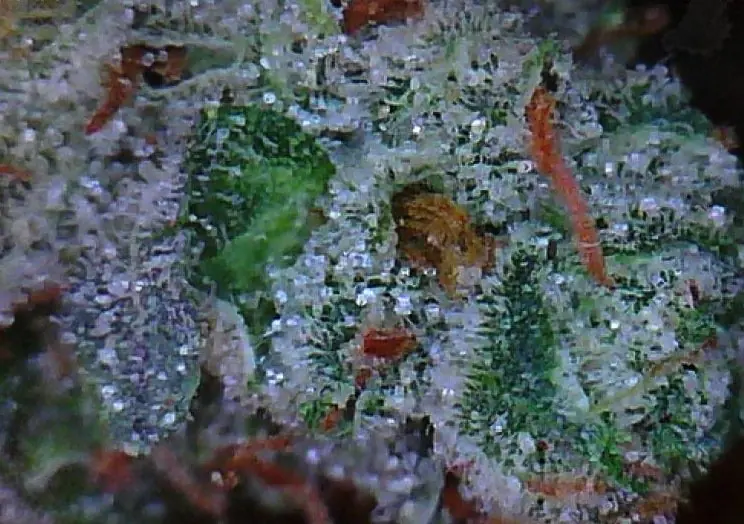 Top 10 cogollos fuertes, fumale strong papu!