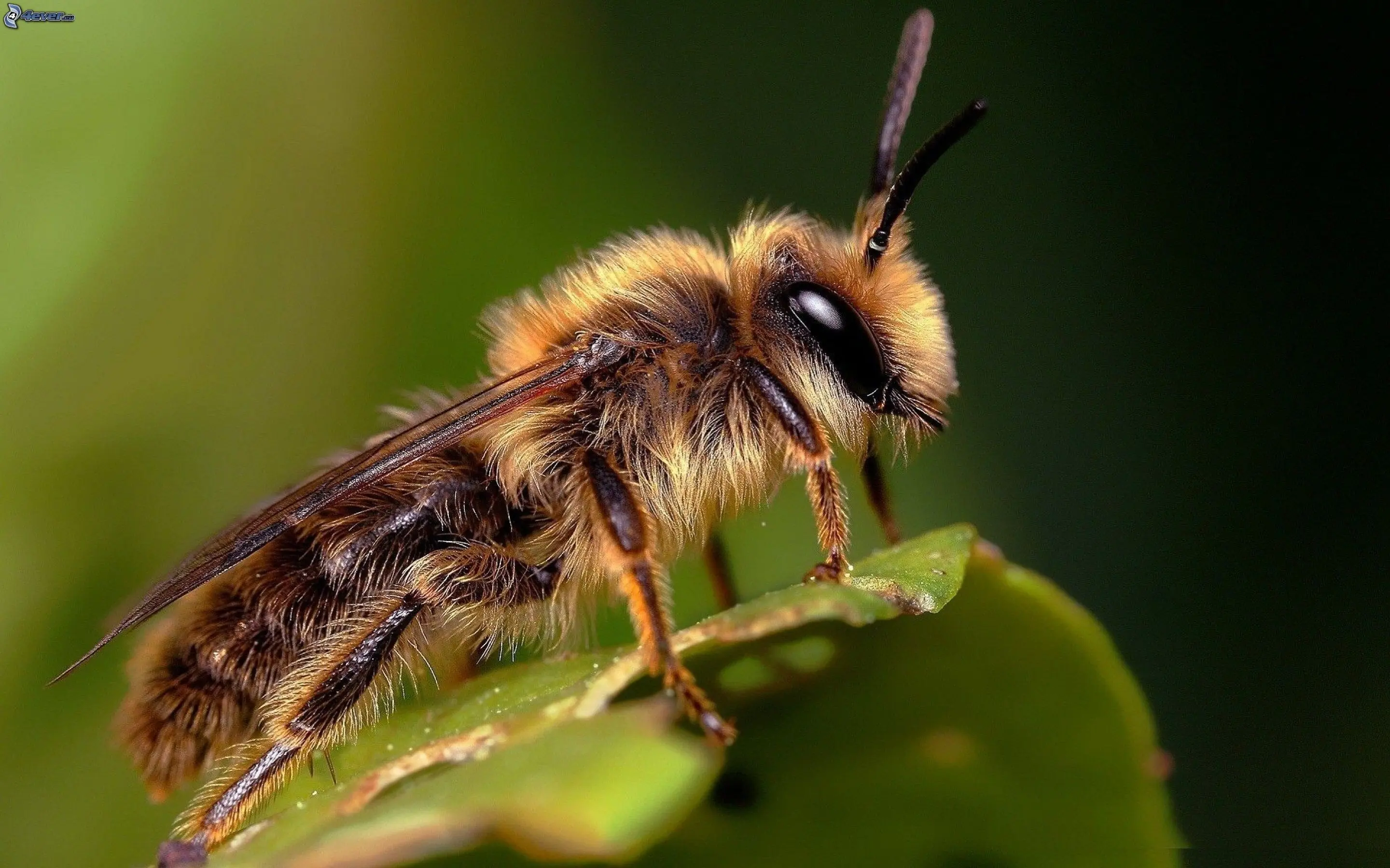 abejas