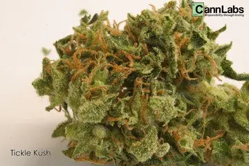 Top 10 cogollos fuertes, fumale strong papu!