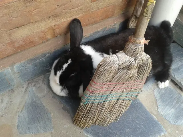 Mi virgoproyecto frustrado !!!