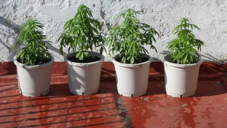 Top 10 cogollos fuertes, fumale strong papu!