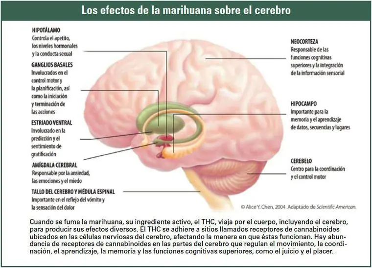 Fumas weed? pasate algo te llevas