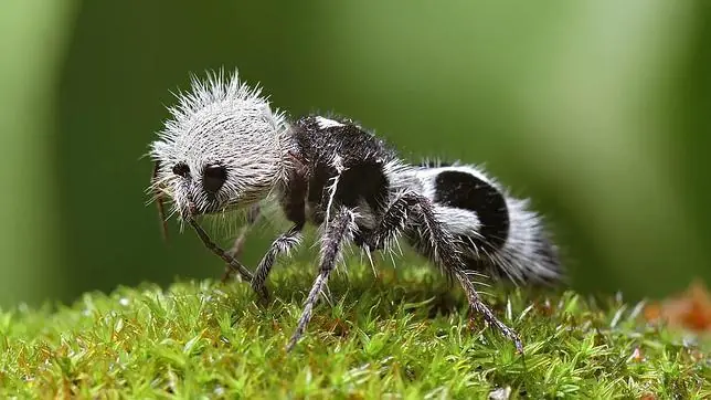 insectos