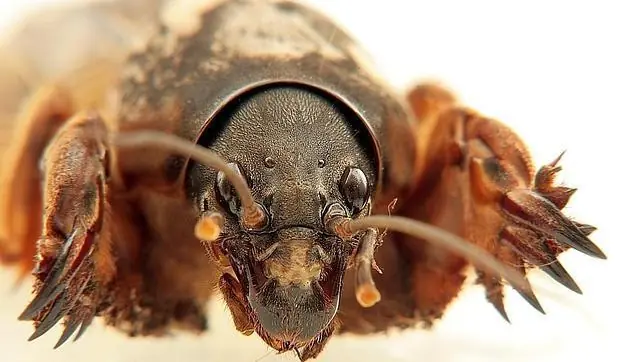 insectos