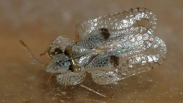 Insectos extraterrestres
