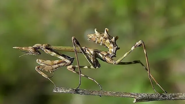 raros