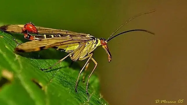 entomologo