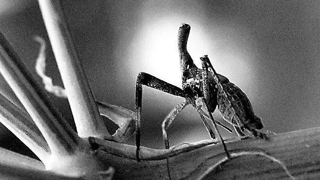 Insectos extraterrestres