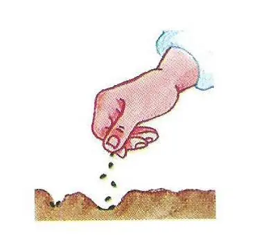 ajedrea