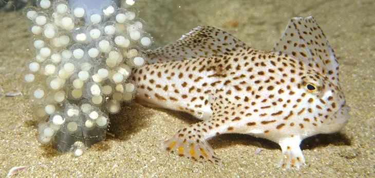 nado delos peces