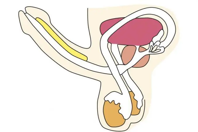 ¿Por qué los hombres se despiertan con una erección?