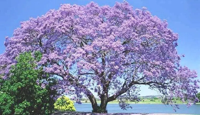 Kiri, el árbol que podría salvar al mundo