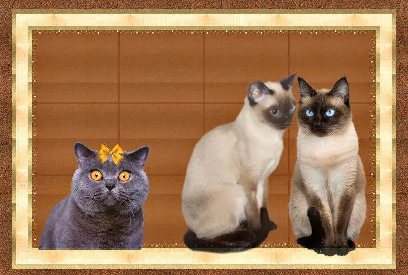 Frases de Amantes de los Gatos