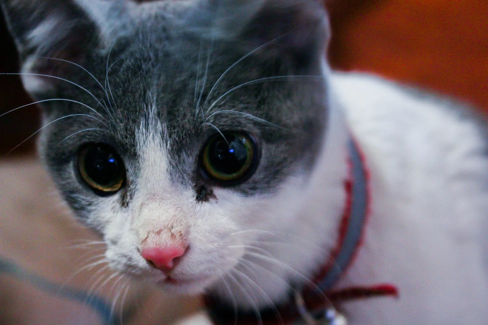 gatito