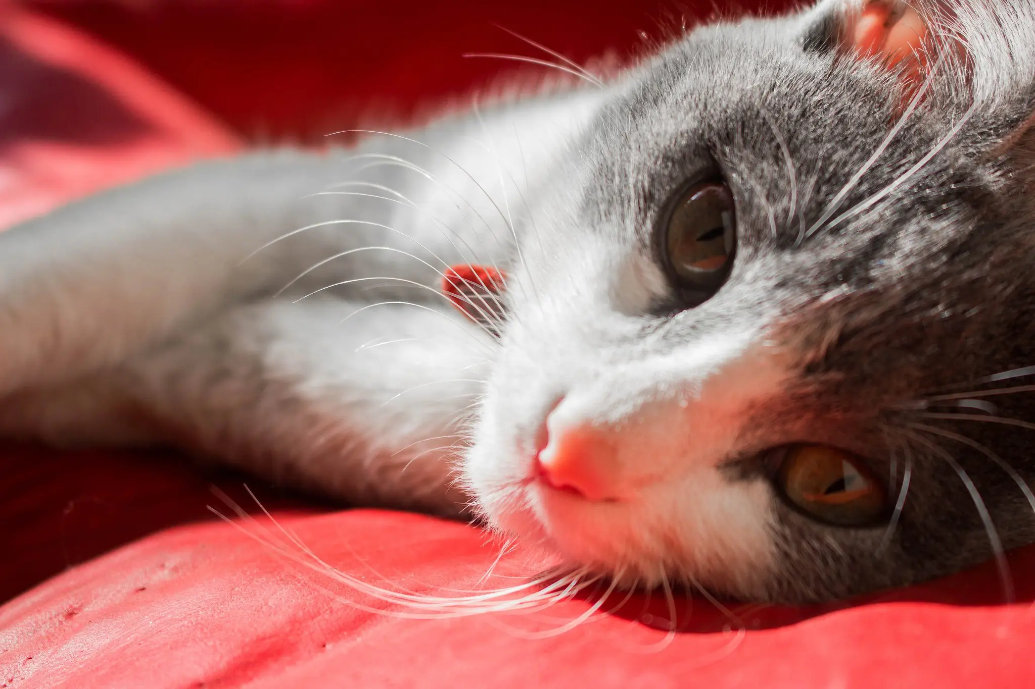 gato