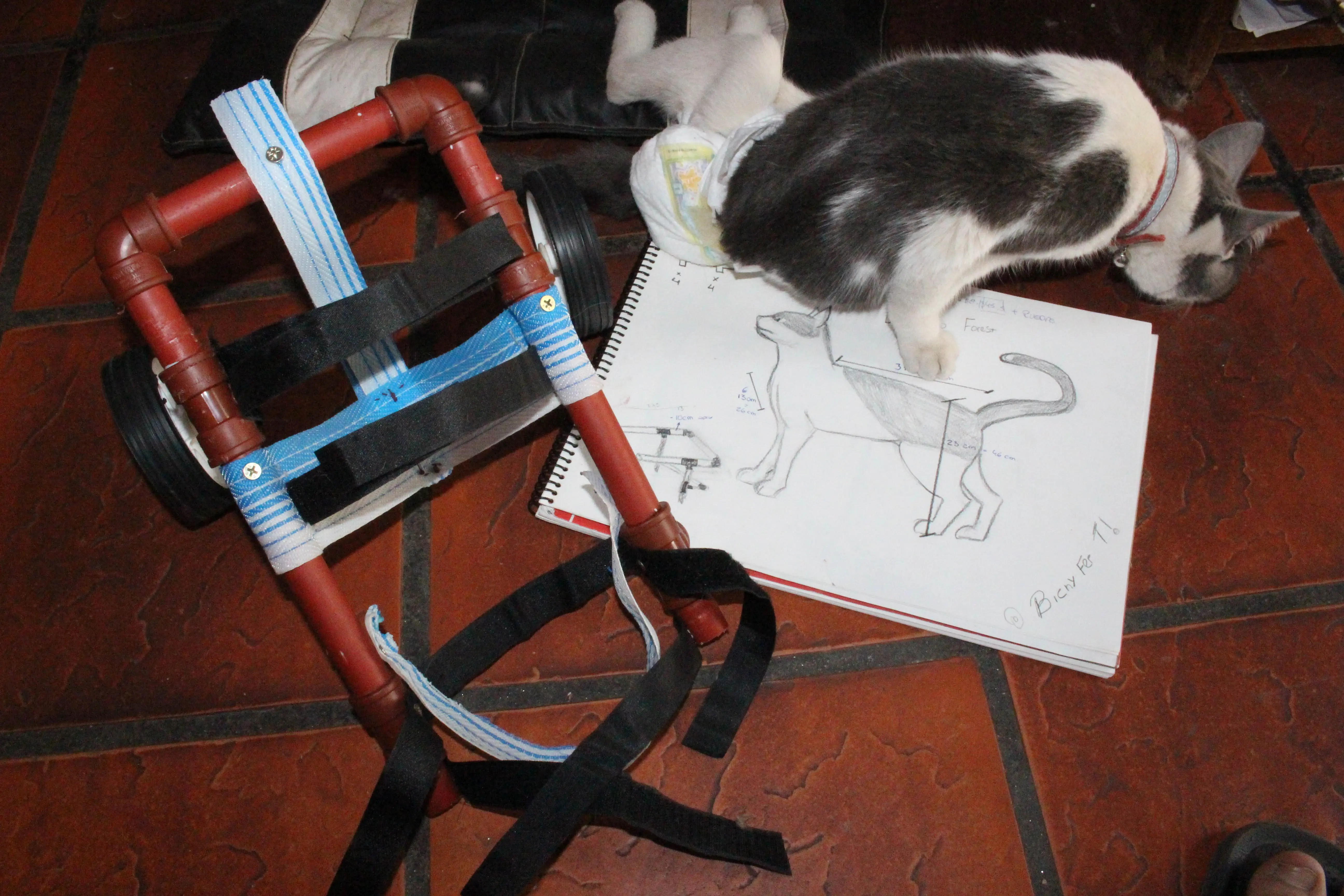 Le hice una silla de ruedas a mi gato paralítico