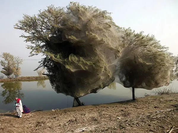 10 cosas que no sabias que existen en la naturaleza