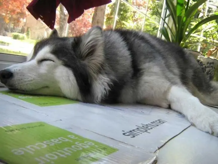 Un perro puede ser gato? Te lo muestro gato de jungla