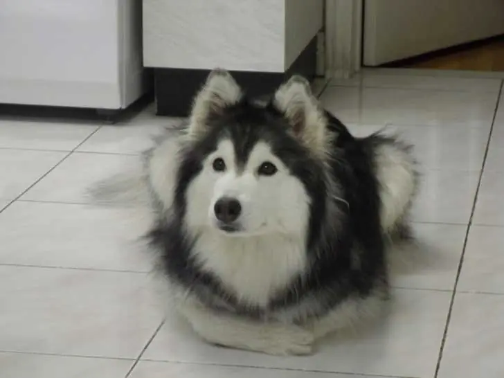 adopcion adopcion