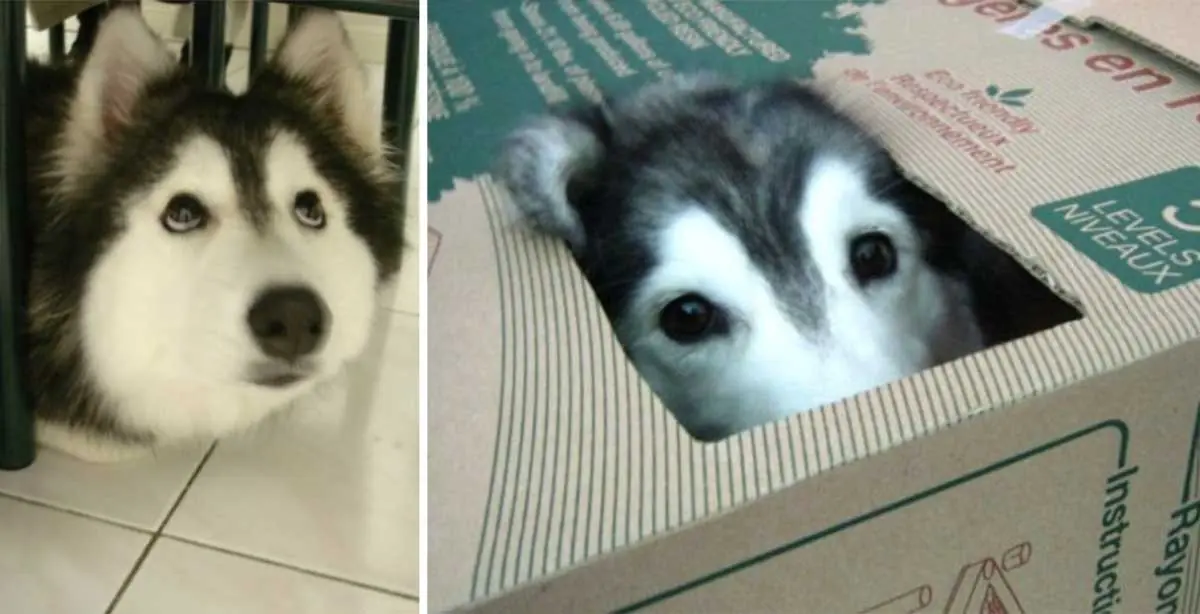 Un perro puede ser gato? Te lo muestro gato de jungla