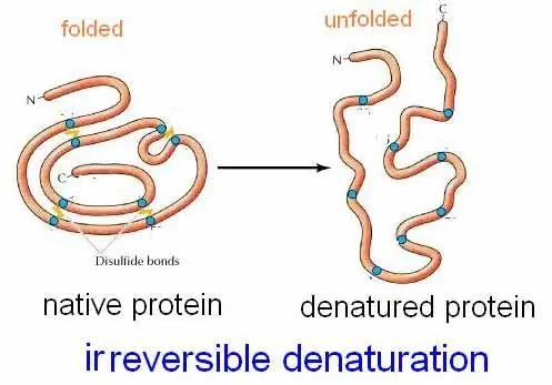 ¿De Dónde sale el Calor del Cuerpo Humano? ¿De Dónde sale el Calor del Cuerpo Humano?