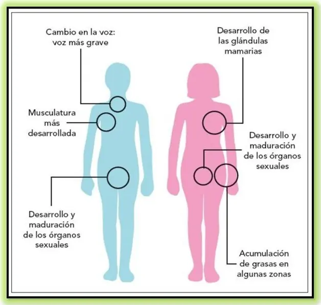 adolescencia