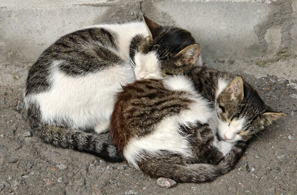 ninos criados por animales