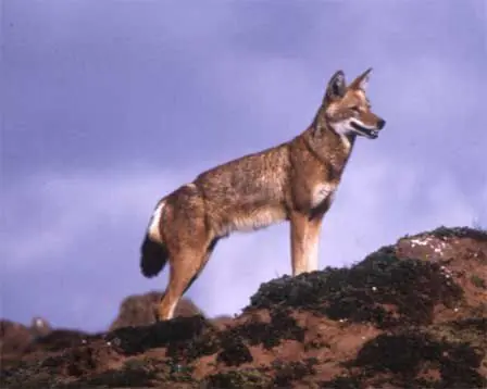 Lobos en peligro de extinción