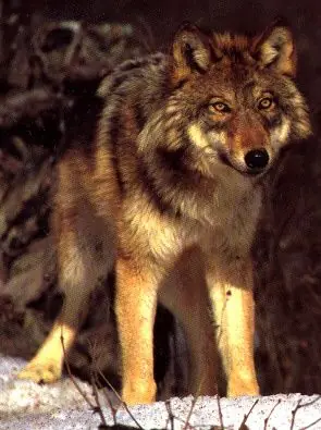 lobos