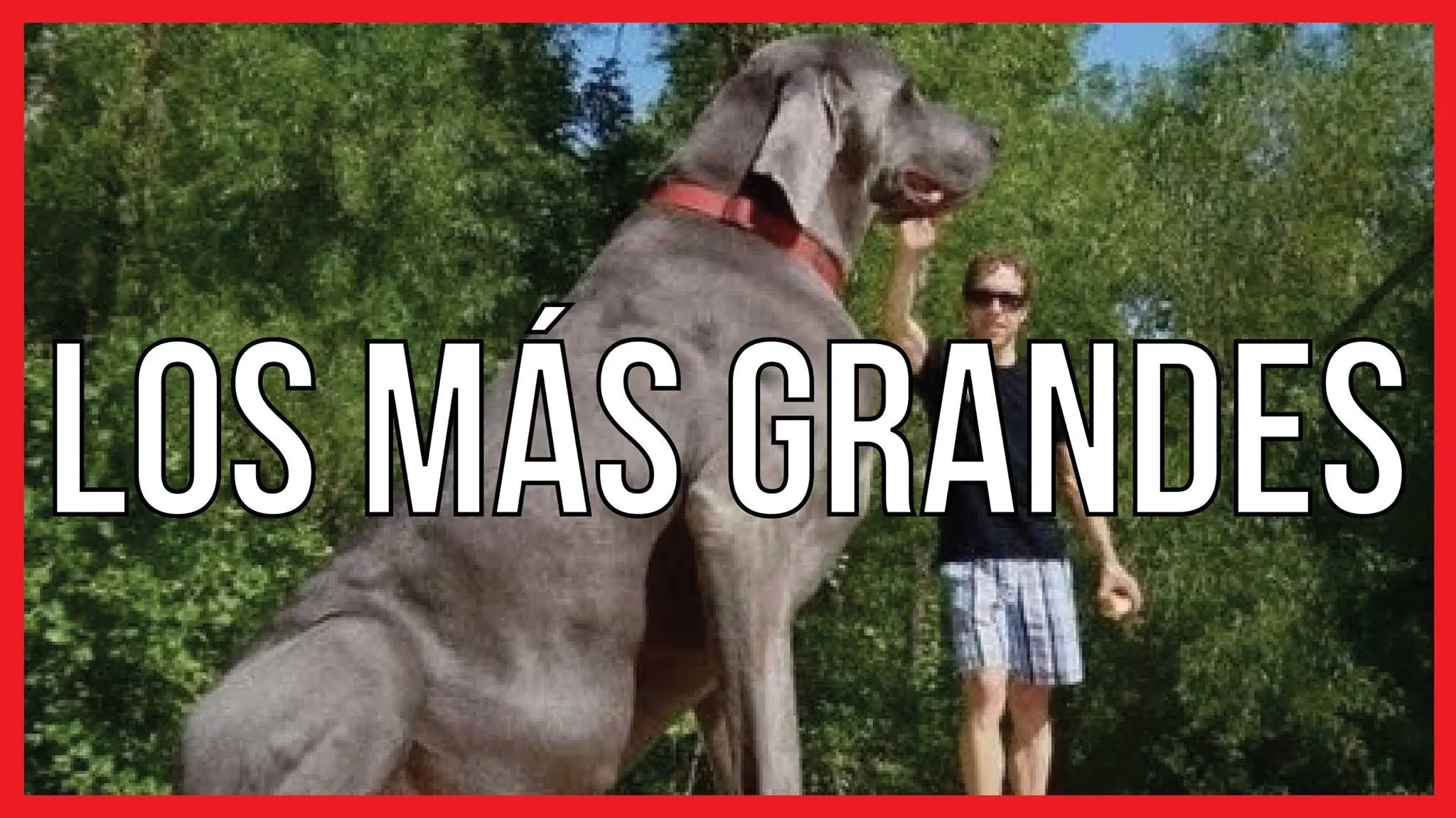 Los 10 Perros más Grandes del Planeta