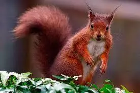 virgohistoria de animal ardillesco V