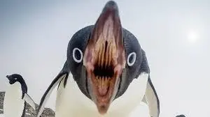 pinguinos