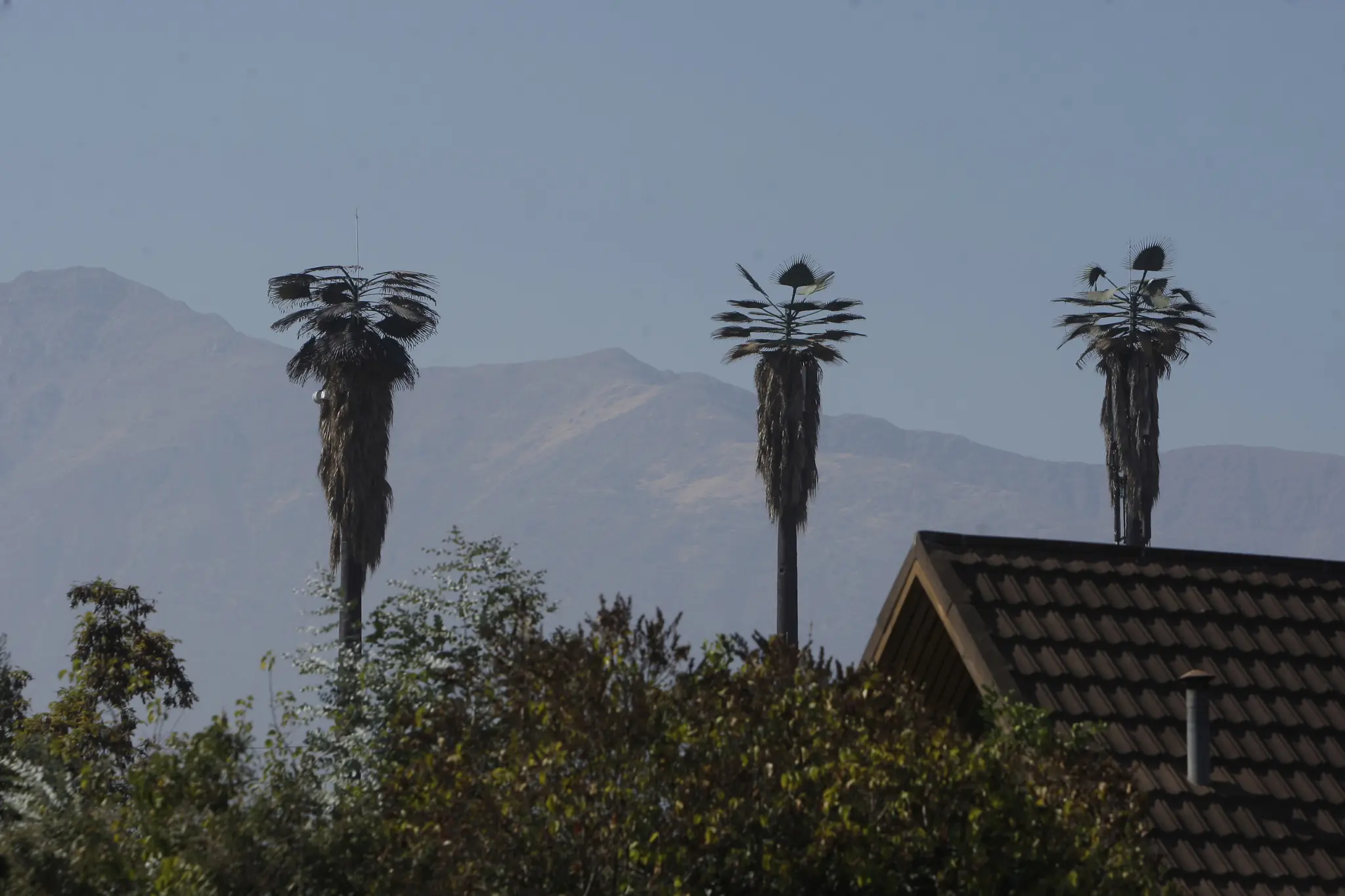 Palmera