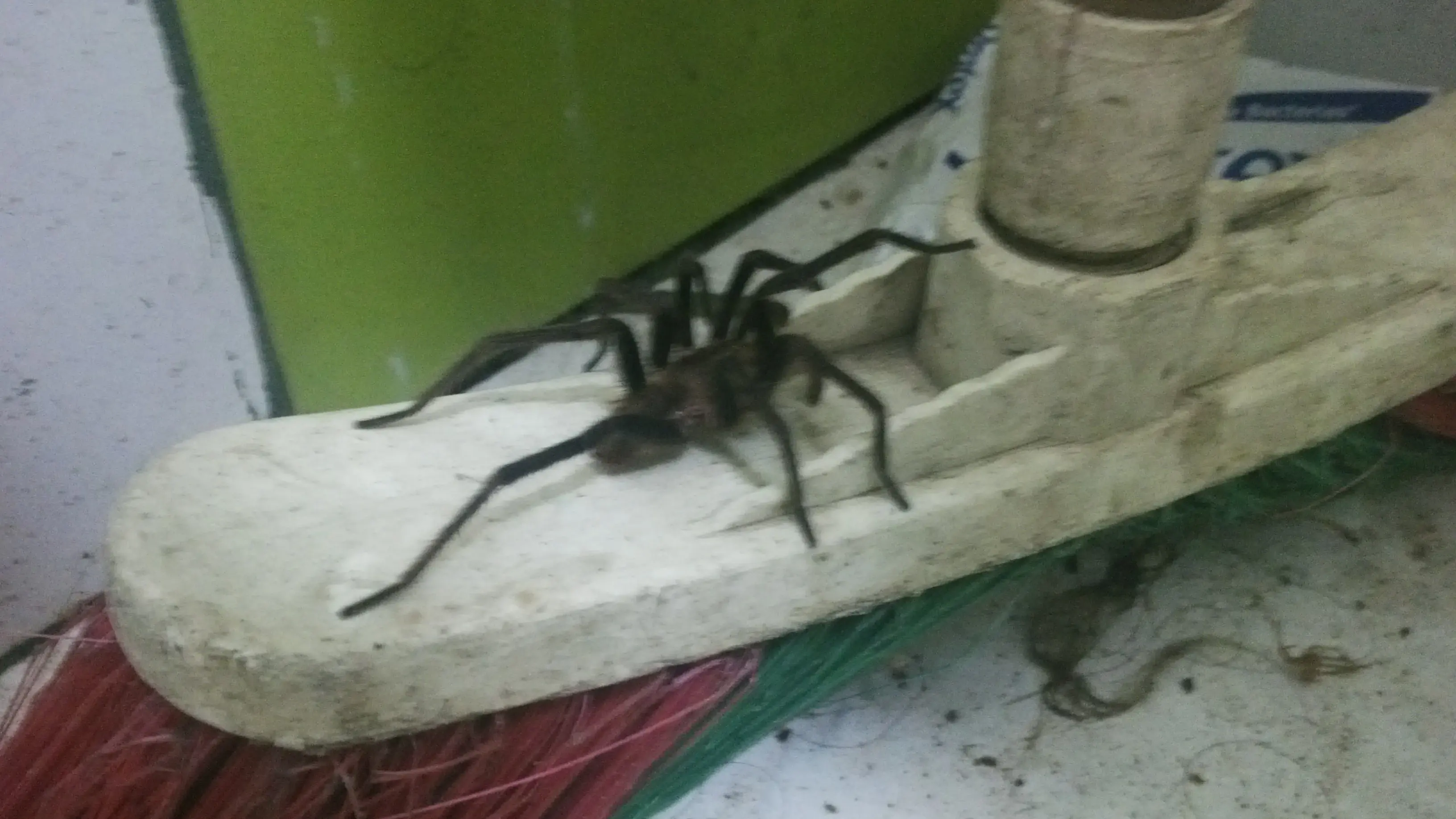 Tarantula