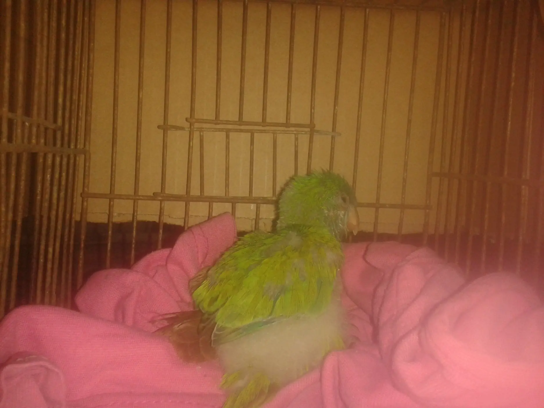 Loro