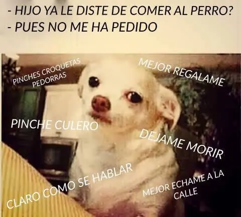 meme pepe