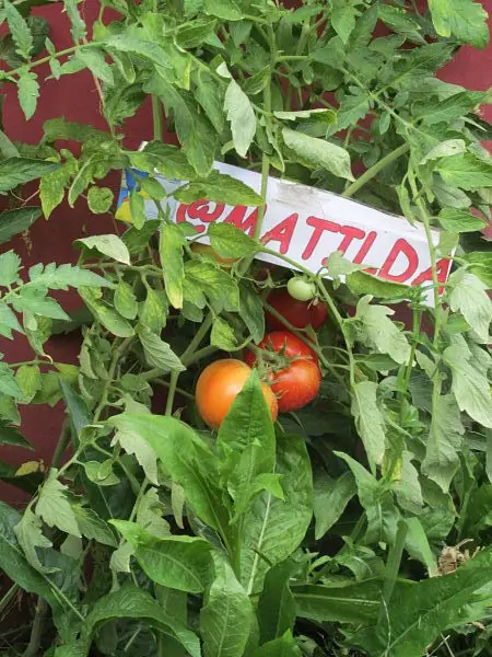 Hace tu propia huerta-Propio-Matilda