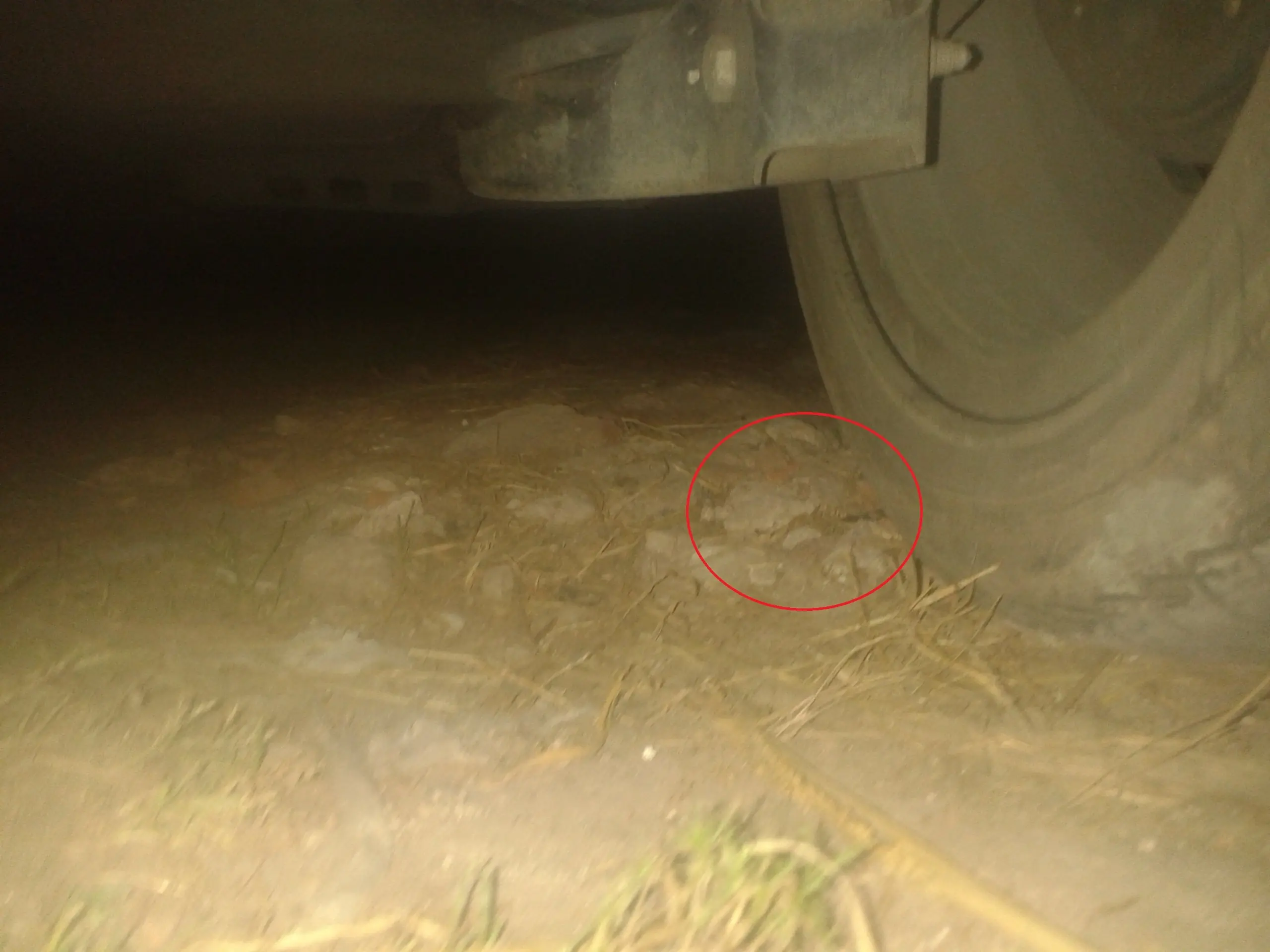 Salve a un pajaro de una muerte horrenda y te lo CUENTO !!