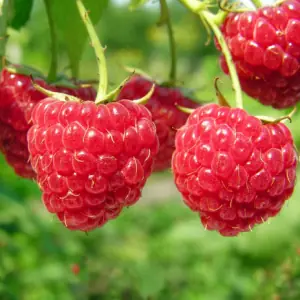 frutas