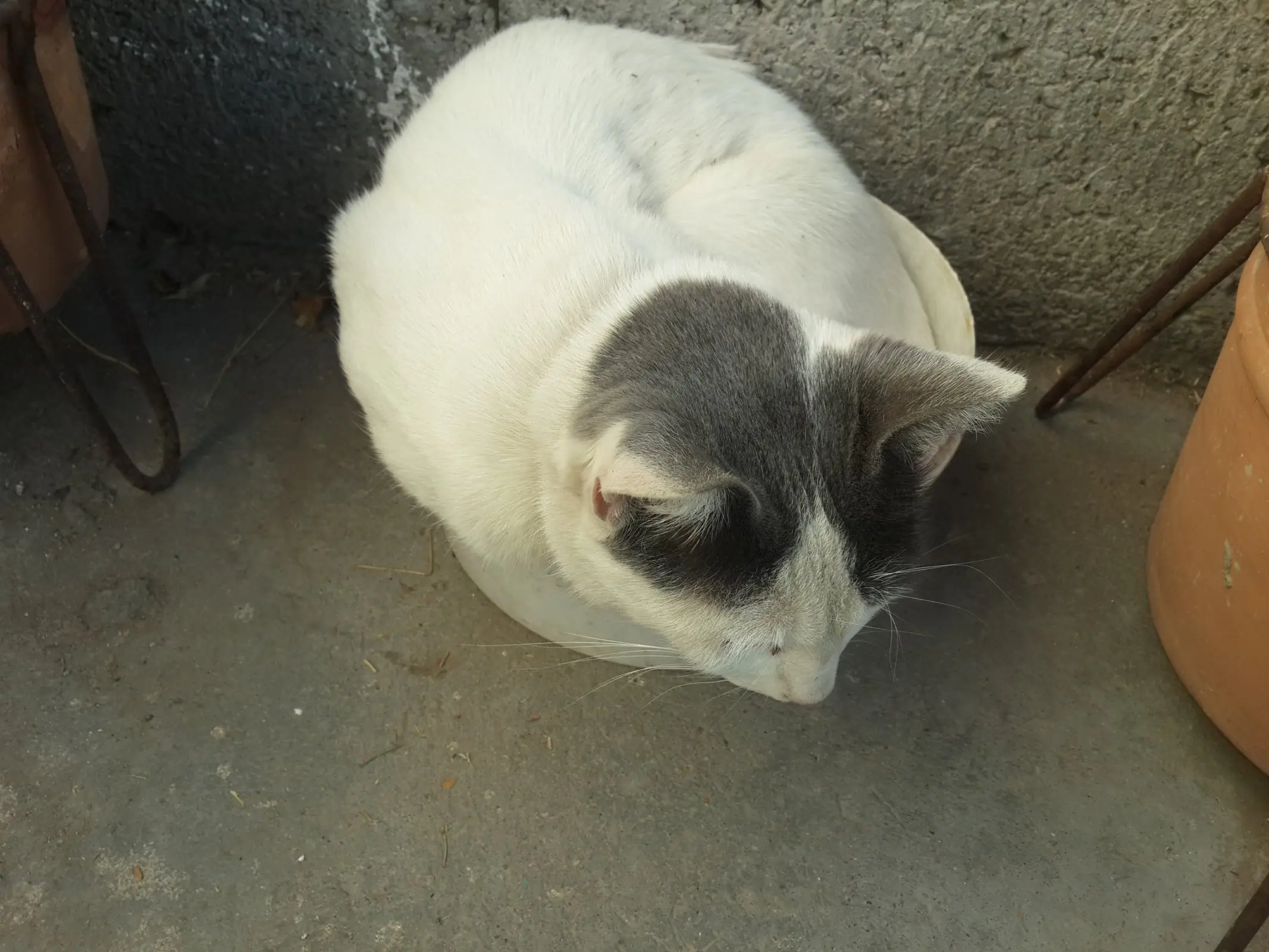 Lince, pasa y conoce mi virgocueva x2 + yapa