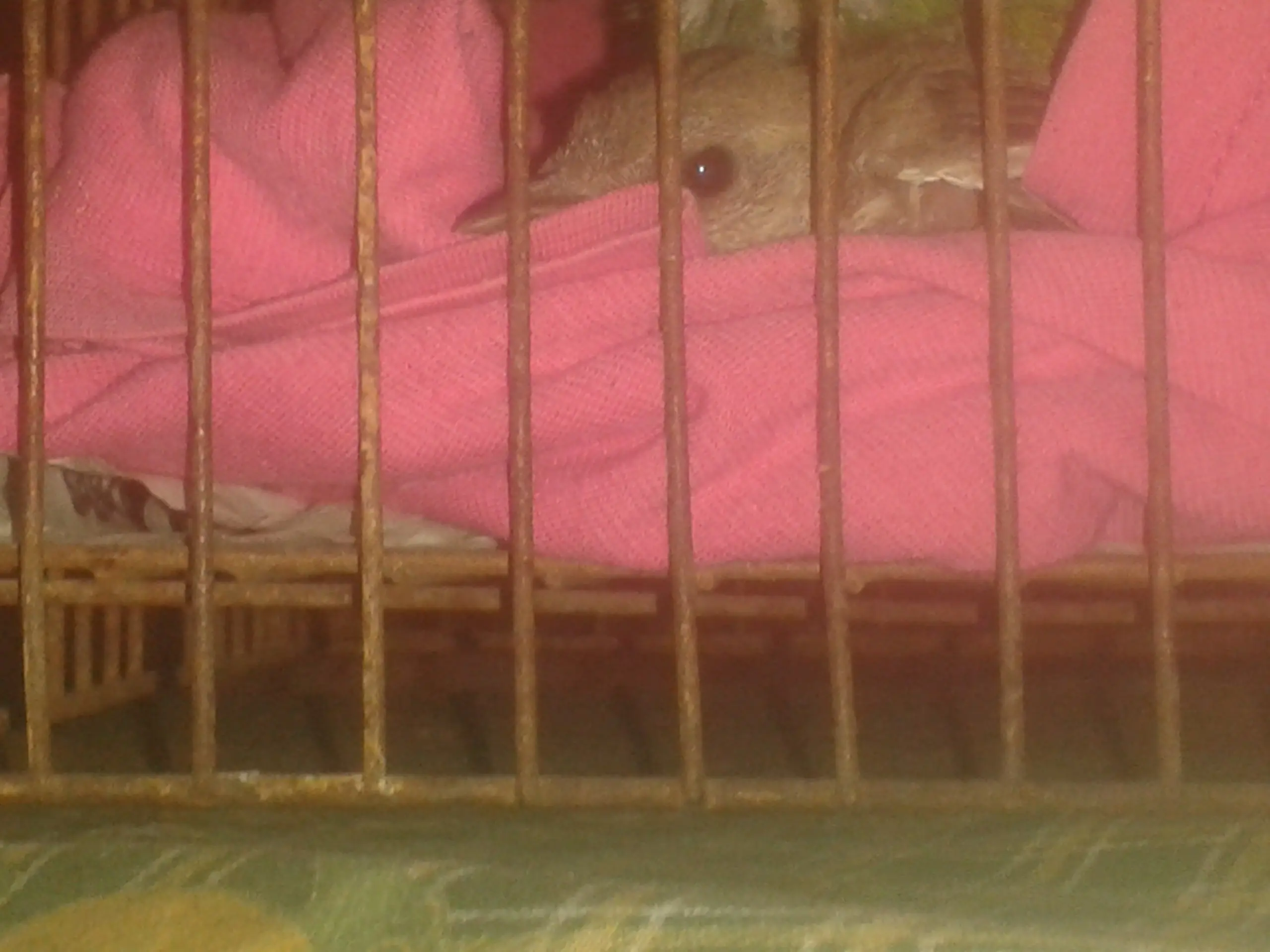 Gatos