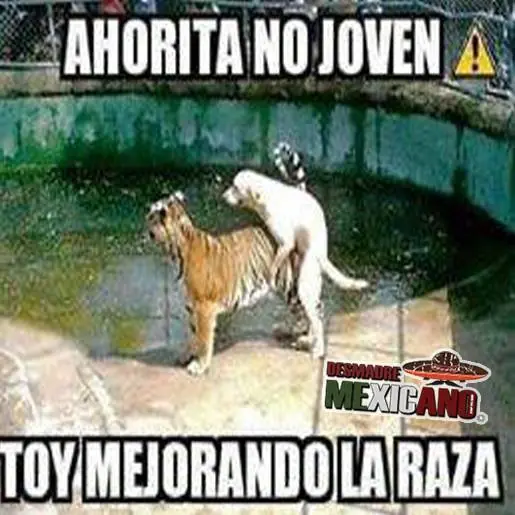 meme chavo leyendo