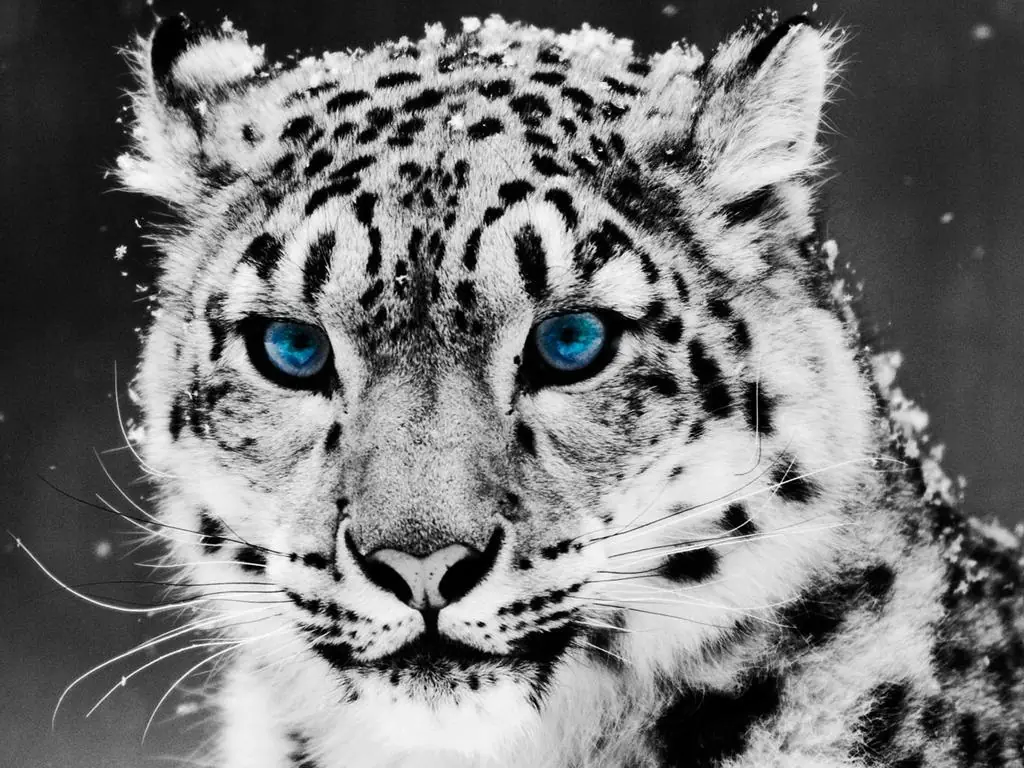 leopardo de las nieves