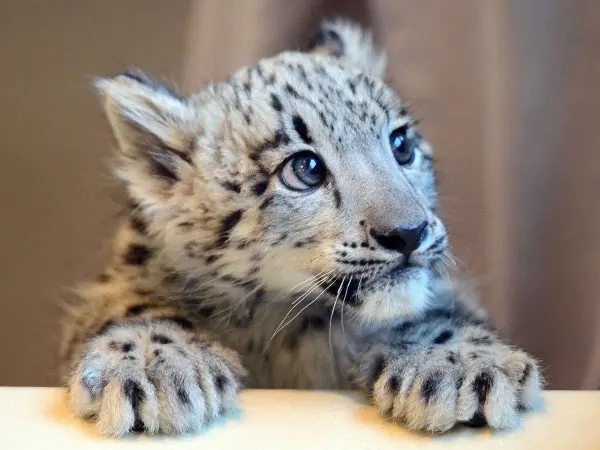 felinos felinos