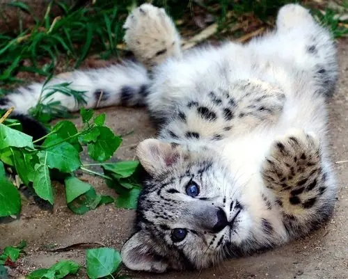 felinos