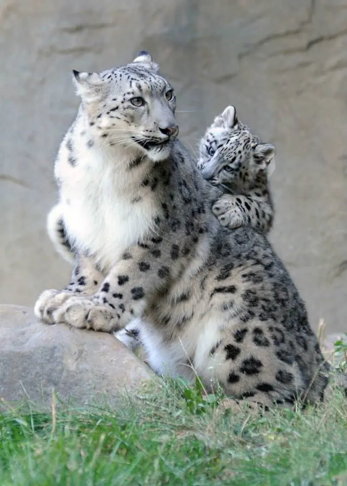 felinos felinos