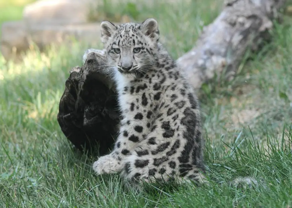 leopardo de las nieves leopardo de las nieves