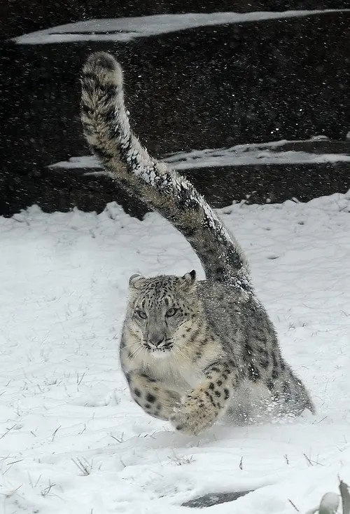 leopardo de las nieves