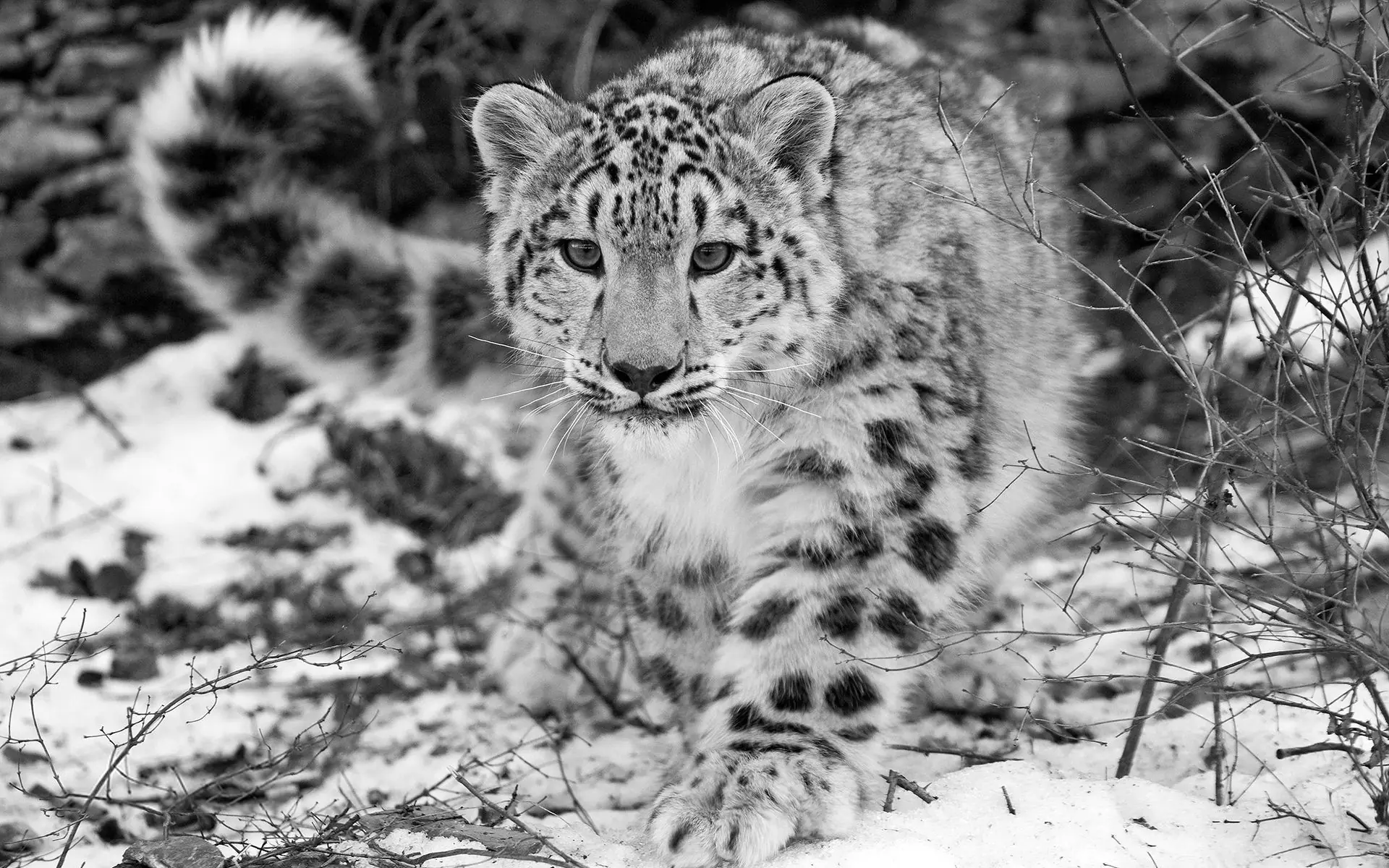 Te cuento algunas cosas sobre  el "Leopardo de las nieves"